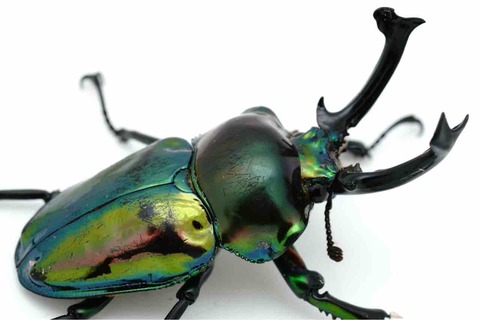 2025年の飼育方針と記録 : GOKUSAISHIKI(サブ)