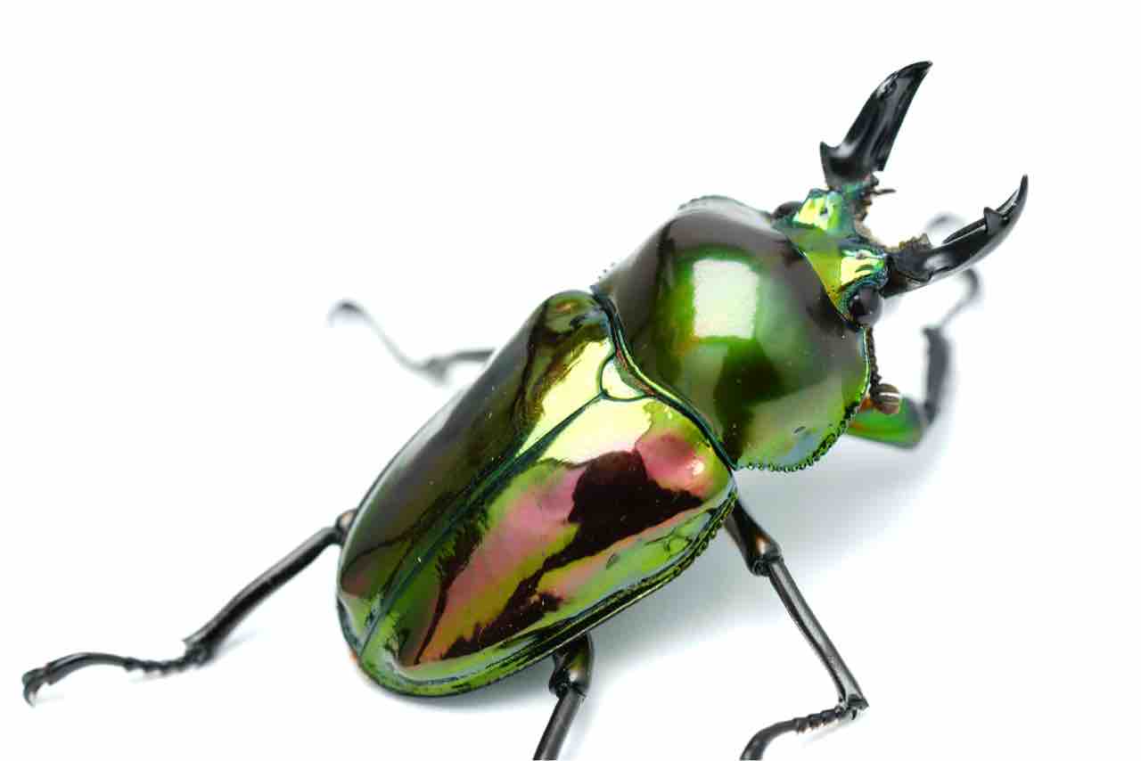 ニジイロボックスA【SRT】☆超美彩色☆ ニジイロクワガタ 成虫4匹