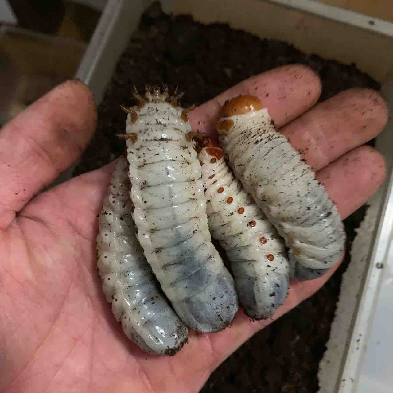 インマキュリコリス×ウガンデンシス : GOKUSAISHIKI(サブ)