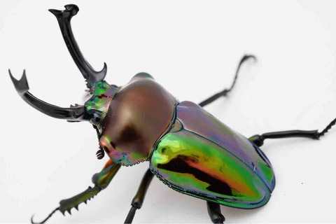 超絶技巧！虫食い模様　丸盆　在銘　中国？ 超絶技巧！虫食い模様 丸盆 在銘 中国？