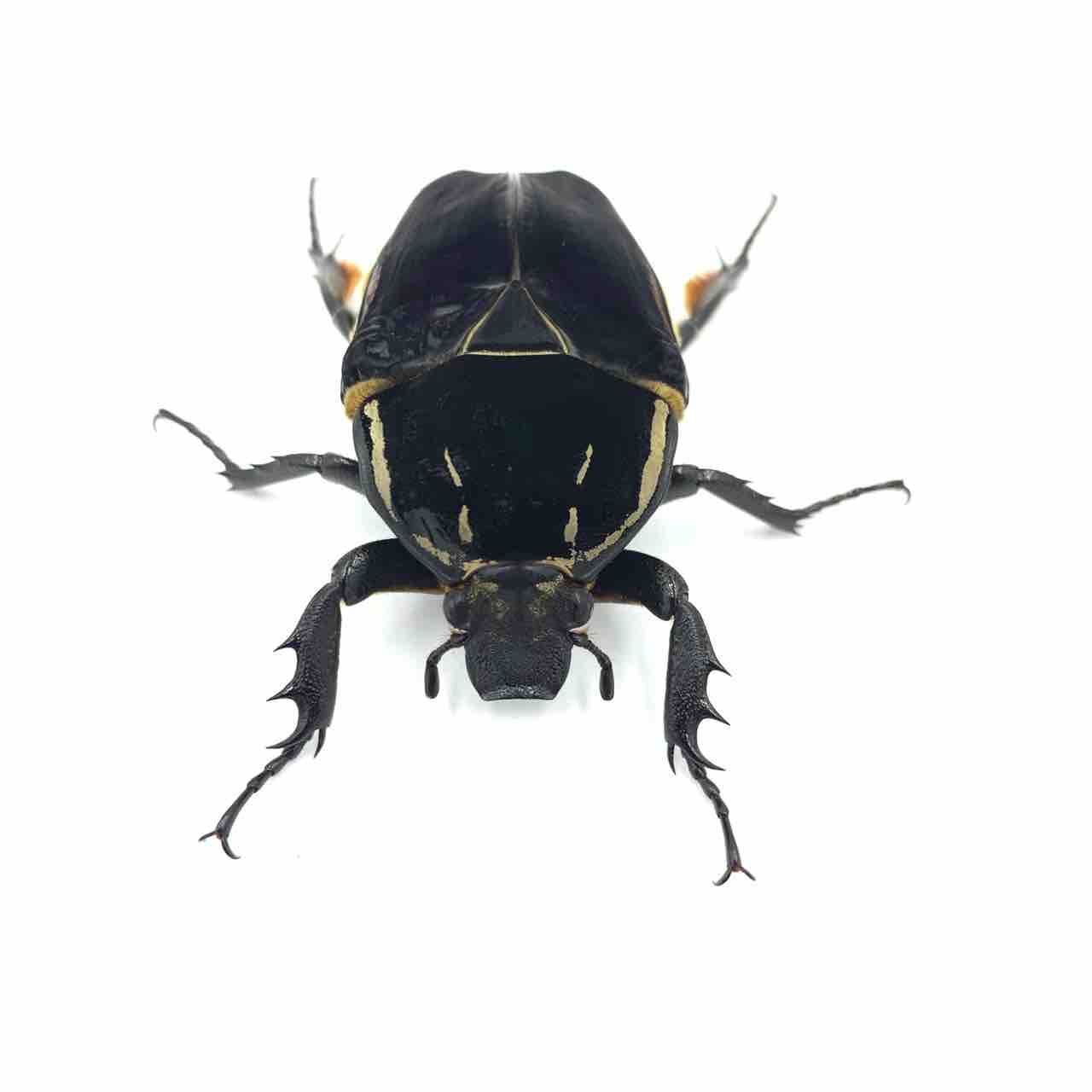 ウガンデンシス“DARK BLUE SOLID” : GOKUSAISHIKI(サブ)