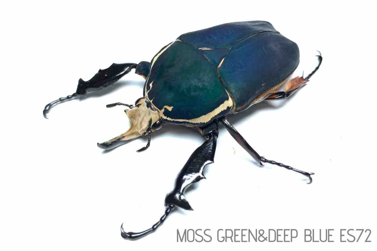 標本　ウガンダ　ウガンデンシス　3頭 ウガンデンシス 2021 ① : GOKUSAISHIKI(サブ)