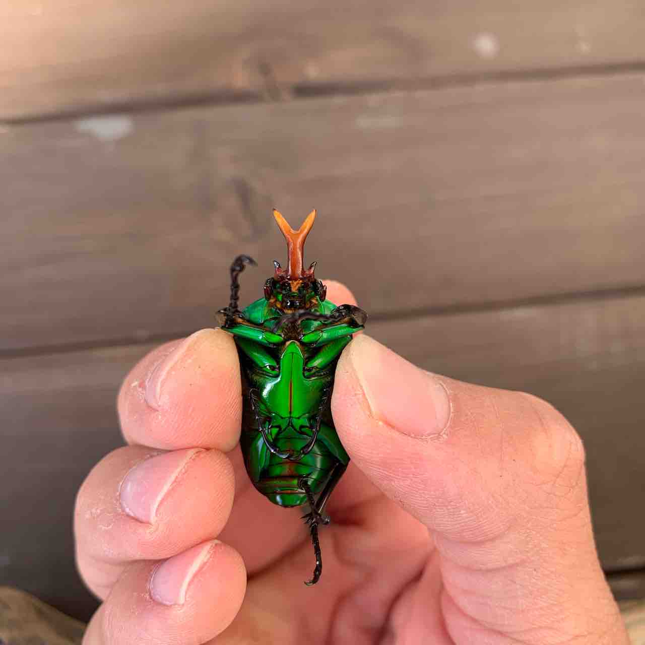 デュカリスサスマタカナブン　45mm モルガンサスマタカナブン 飼育記 : GOKUSAISHIKI(サブ)