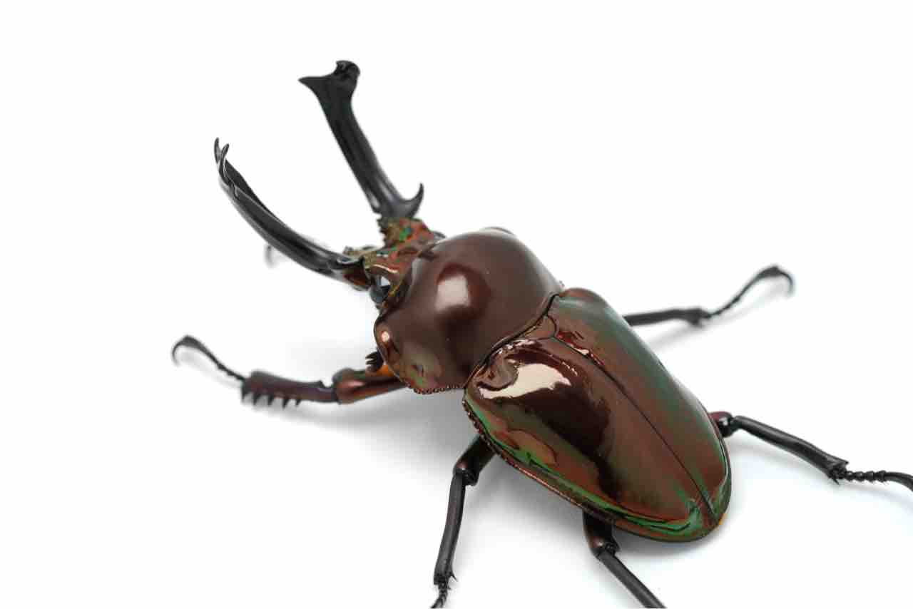 コエポン】期間限定 頭角極太カブトムシ1 ♂標本 特大85〜86