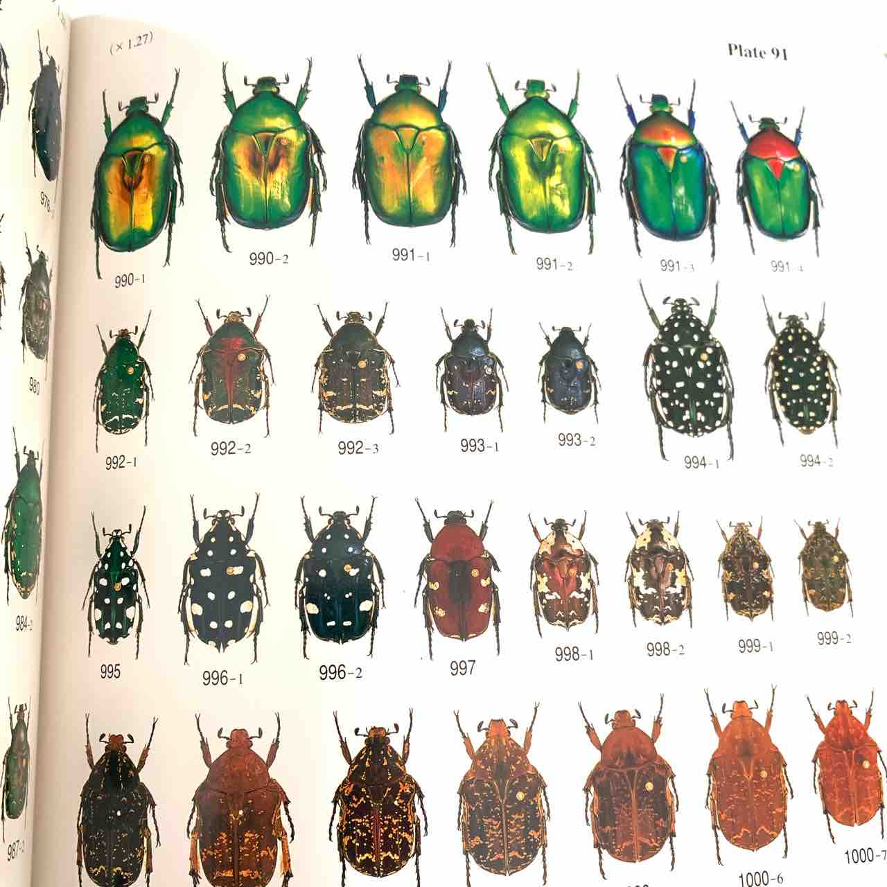 1997年のむし社激レア図鑑「世界のハナムグリ大図鑑 1997年のむし社激レア図鑑「世界のハナムグリ大図鑑