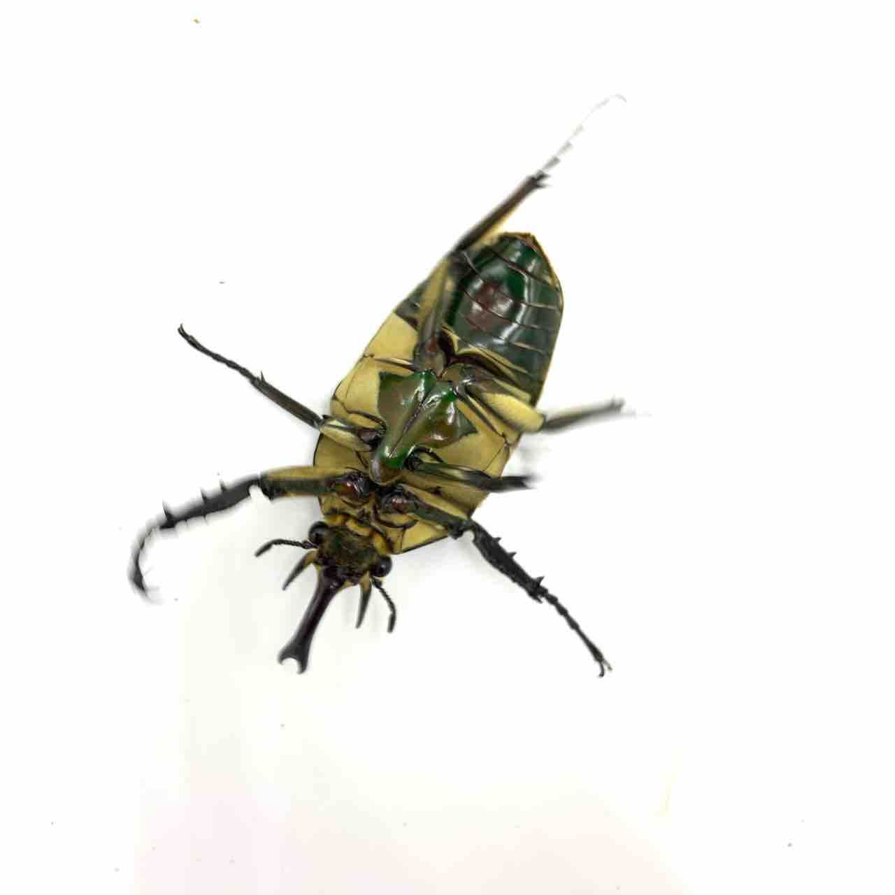 Mecynorhina(オオツノカナブン属)の魅力を書きつづる①