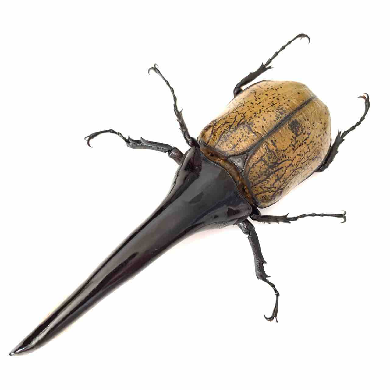 ヘラクレス】最高ランクの種親で2020年度を迎える : GOKUSAISHIKI