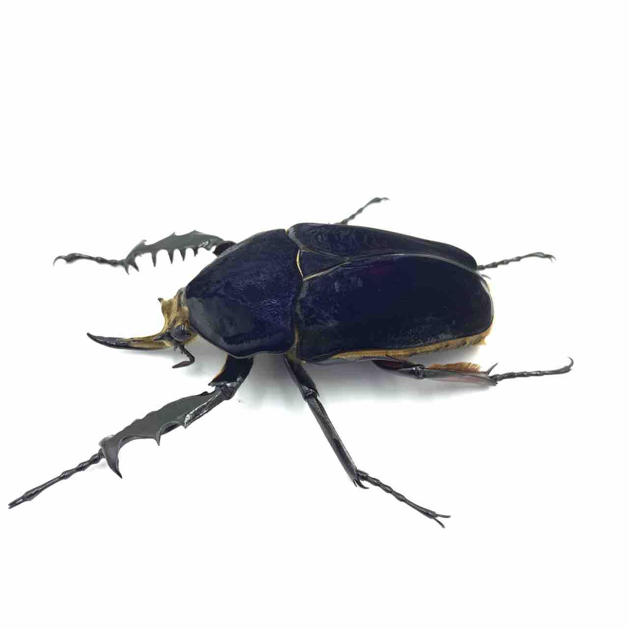 ウガンデンシス“DARK BLUE SOLID” : GOKUSAISHIKI(サブ)