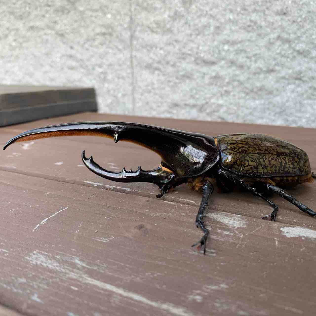 ヘラクレスオオカブト角まっすぐ！ 蛹化したばかりの角が動いてること 