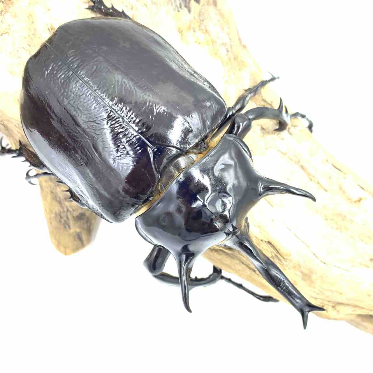 マルスゾウカブト ♂単品B - クワガタ横丁