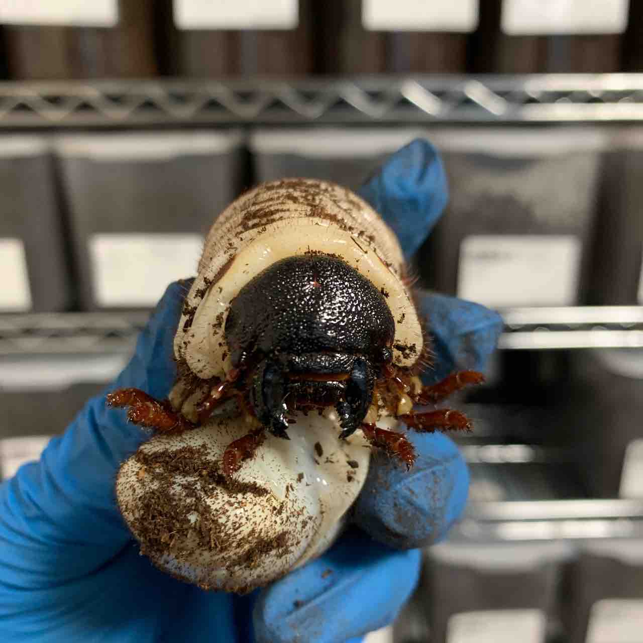 ヘラクレスヘラクレス♂147mm1頭