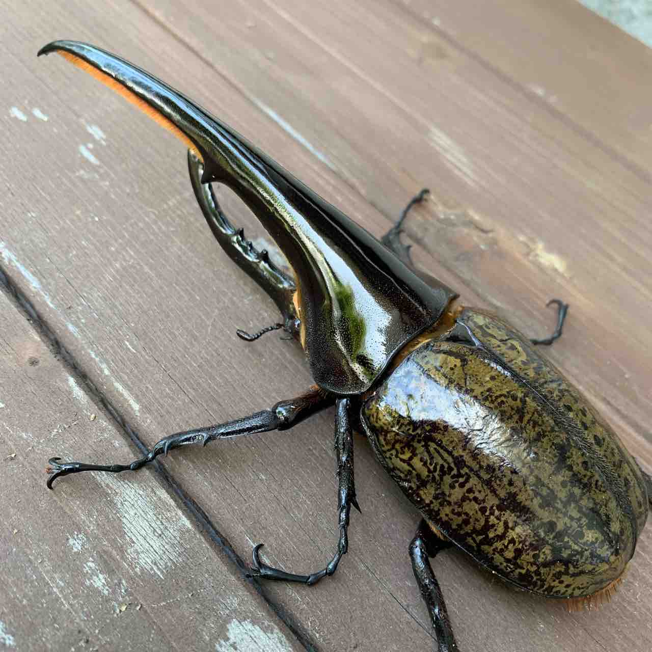 ワタヒサ様確認 フォルクスワーゲン/VW ラムダセンサー/O2センサー リア| ポロ