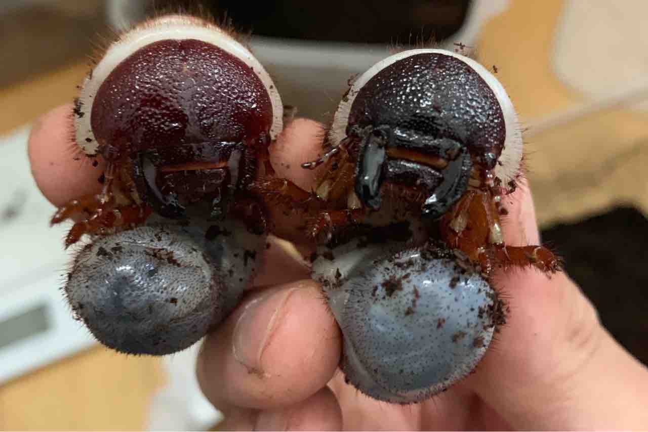 カブトムシ 角虫を触らせて カブトムシ 角虫を触らせて