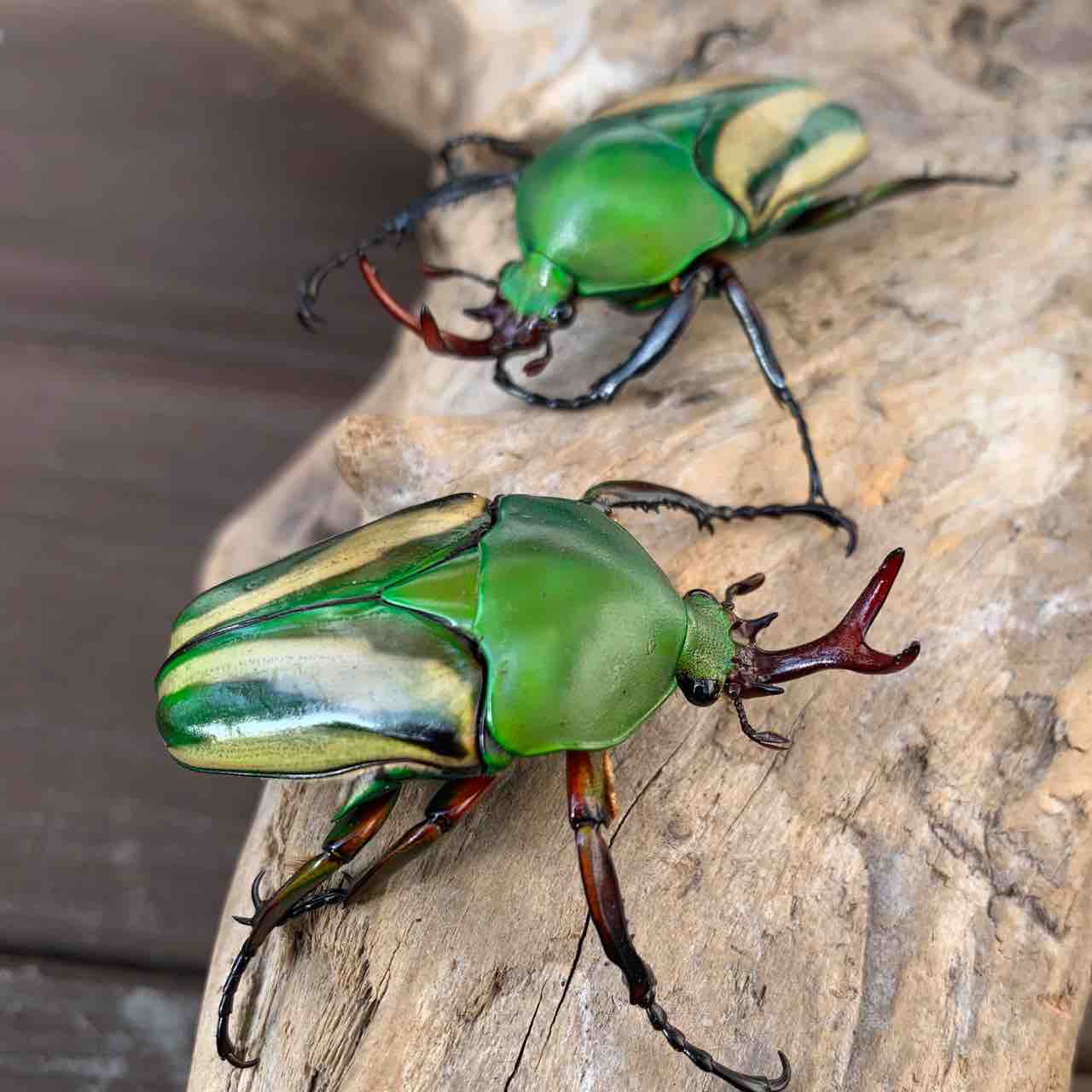 モルガンサスマタカナブン 飼育記 : GOKUSAISHIKI(サブ)