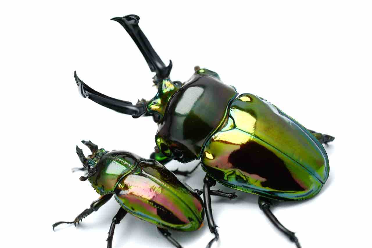 ニジイロクワガタピカール オス単