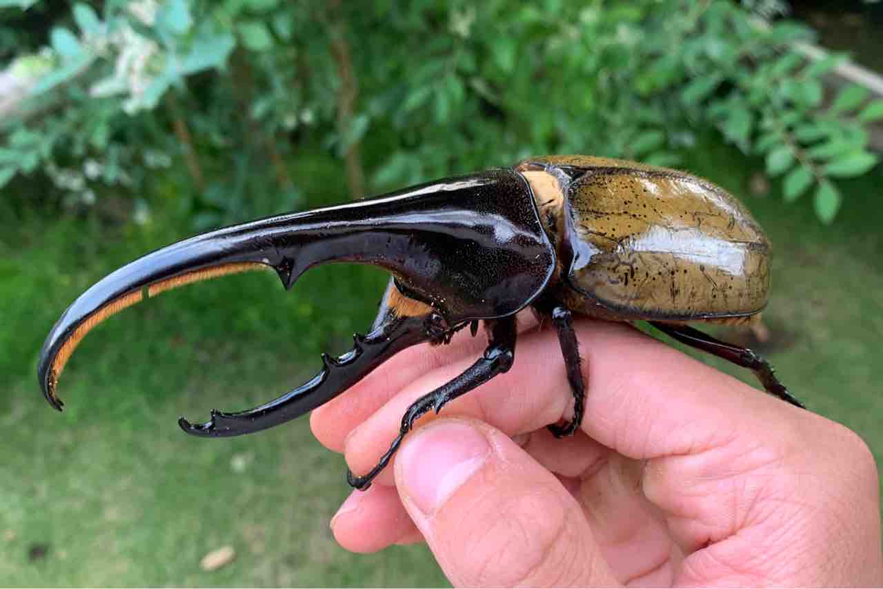 カブト虫販売 - Amazonico アマゾニコ
