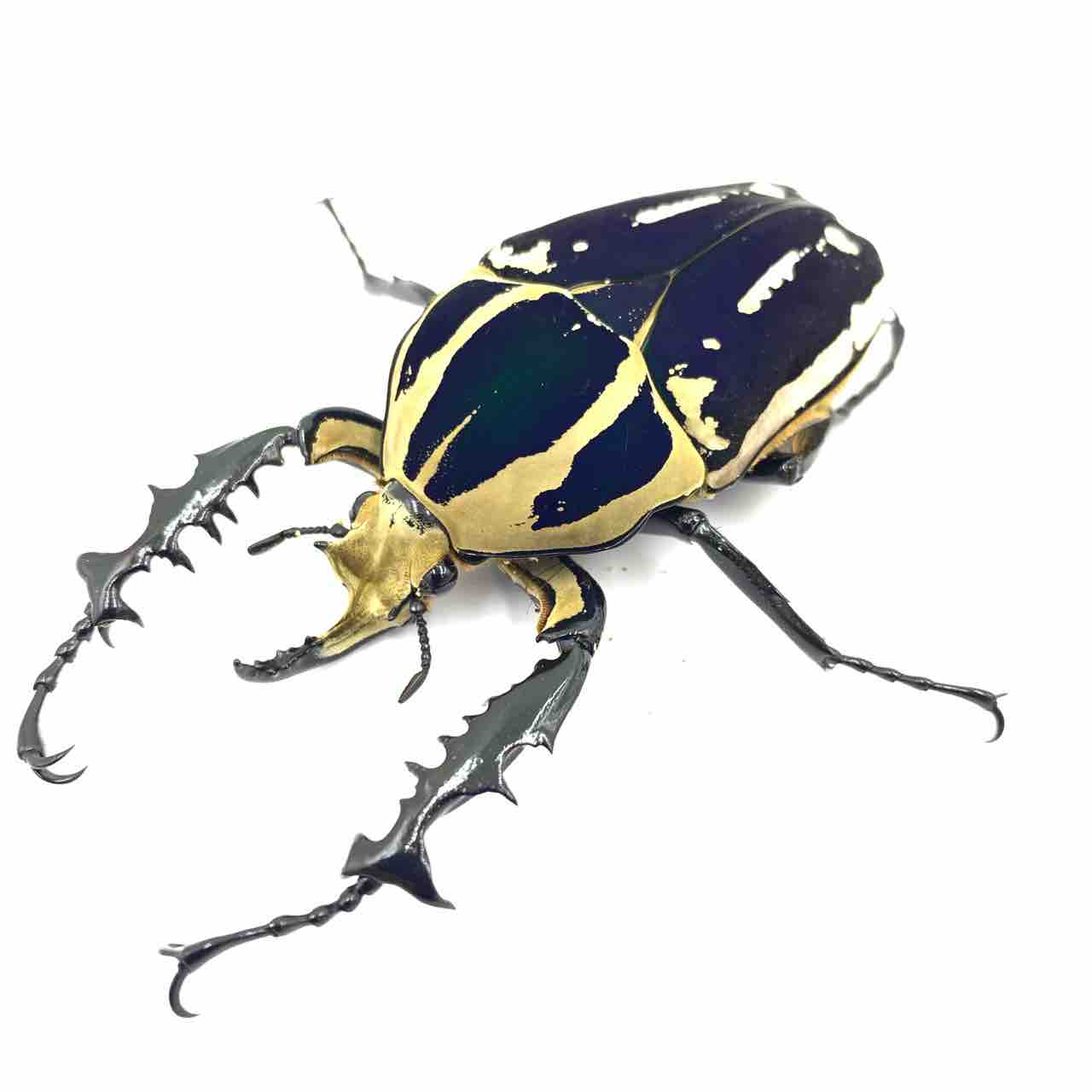 ウガンデンシス「DARK PURPLE 」 : GOKUSAISHIKI(サブ)