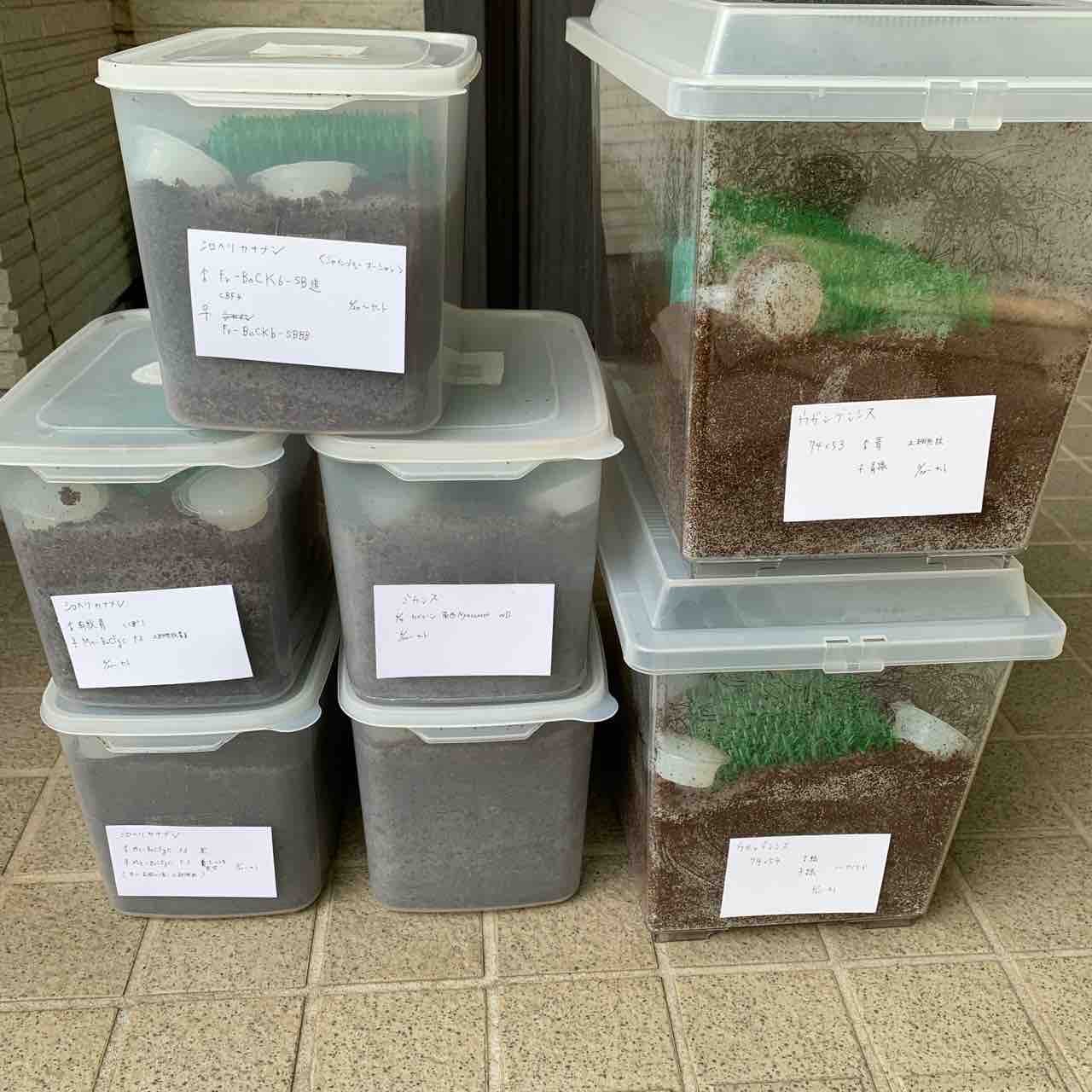 シロスジオオツノカナブン(D,derbyana ssp.) 飼育記 : GOKUSAISHIKI(サブ)