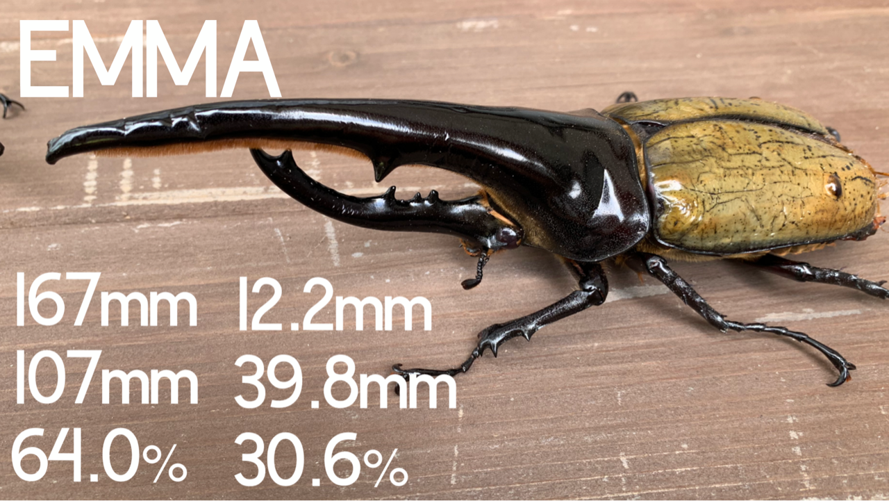 角虫を触らせて