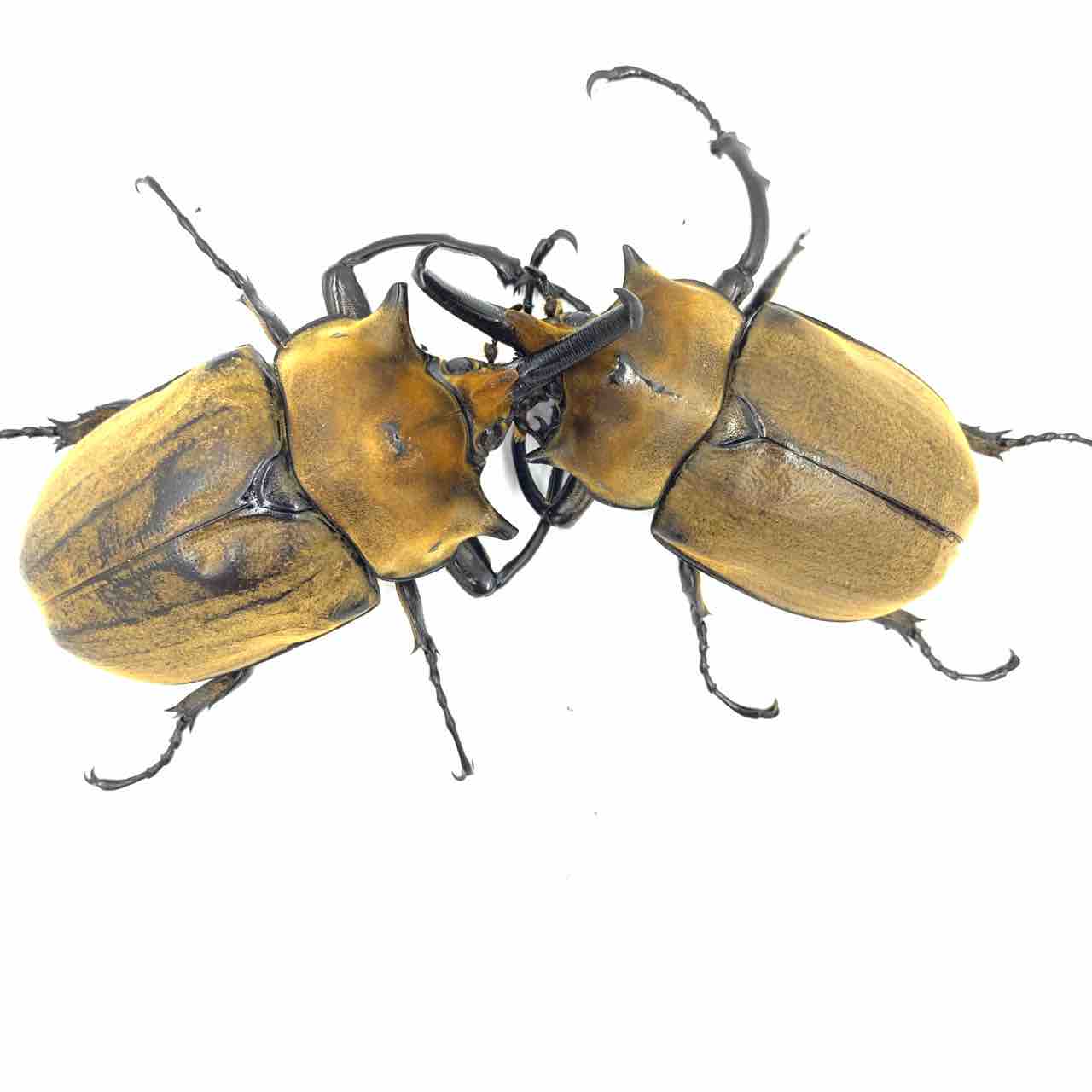 エレファスゾウカブト エレファスゾウカブト 飼育開始 : GOKUSAISHIKI(サブ)