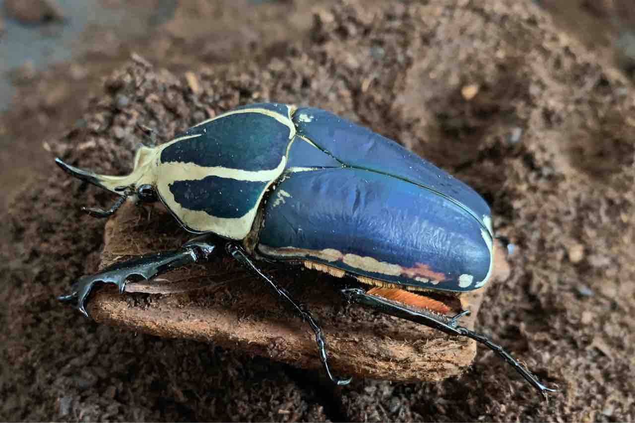 ウガンダオオツノハナムグリ 標本 73mm 濃青色美麗個体 ウガンダオオツノハナムグリ 標本 73mm 濃青色美麗個体 ウガンダ