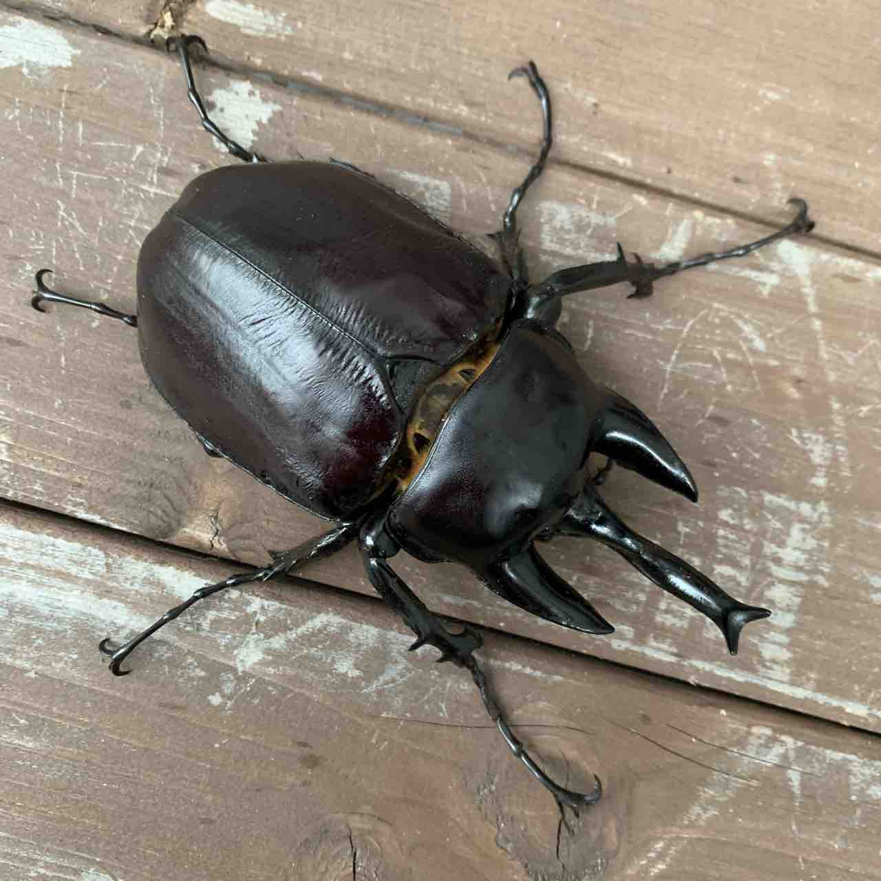 T*u様 アクティオンゾウカブト 極限甲虫 ExtremeTourname على X: 