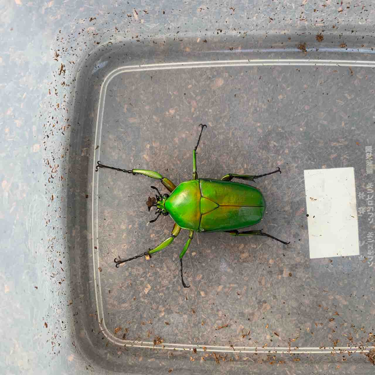オオツノカナブン(Dicronorhina micans) WD飼育記