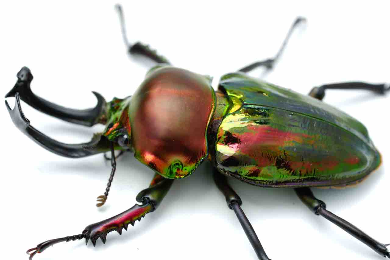 ニシカワ様 Amazon.co.jp: タカラトミー(TAKARA TOMY) アニア AS-42