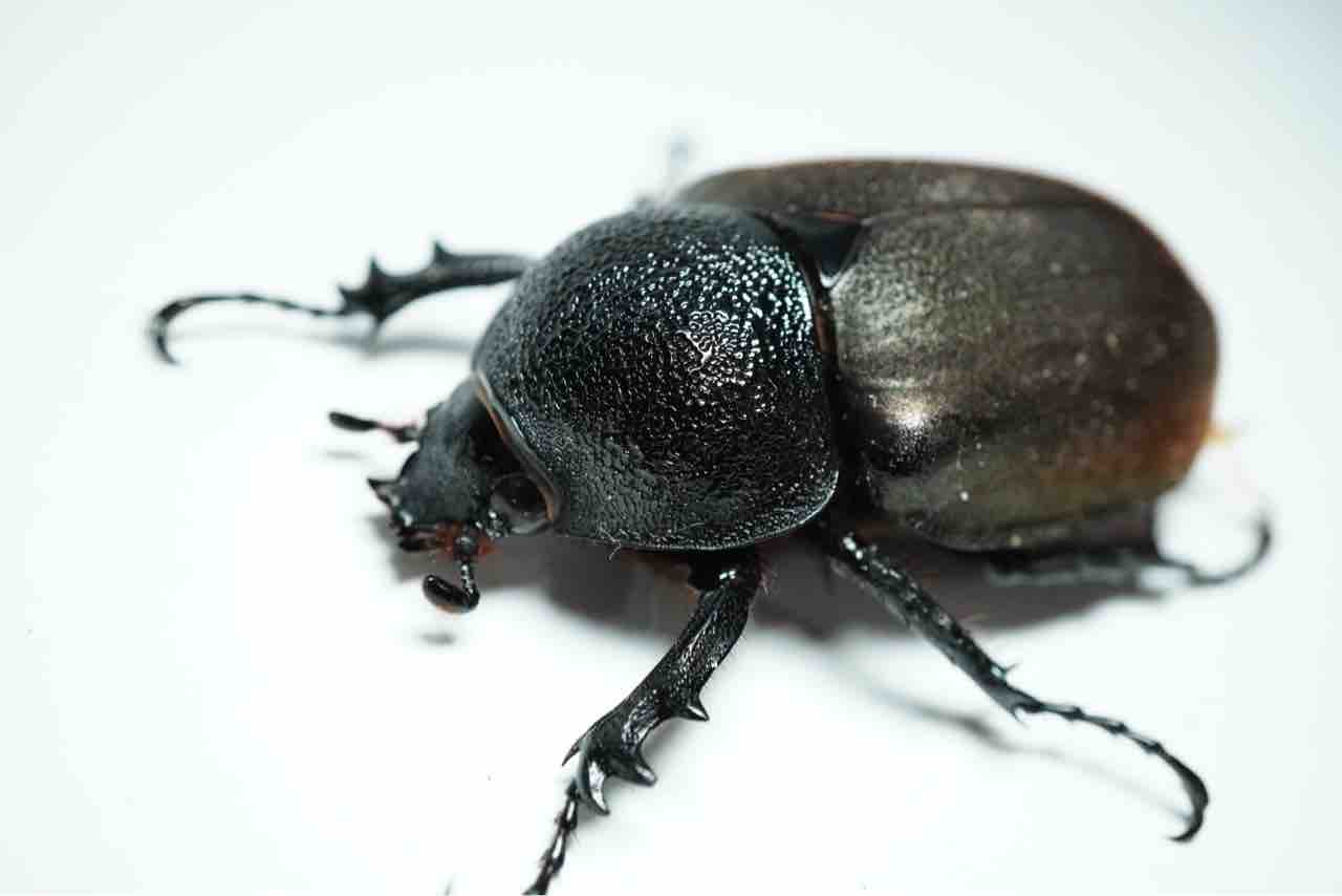 タイリクコーカサスオオカブト 飼育記(産卵編) : GOKUSAISHIKI(サブ) タイリクコーカサスオオカブト 飼育記(産卵編) : GOKUSAISHIKI(サブ)