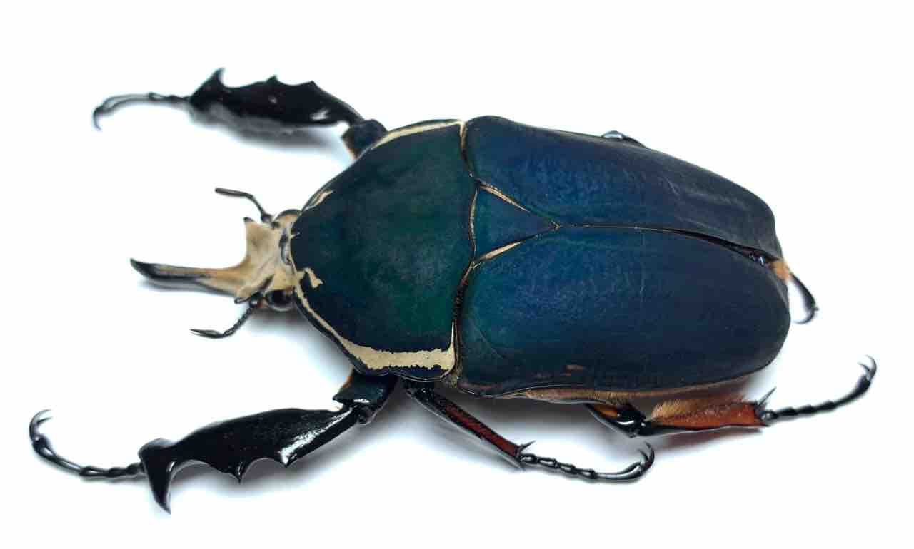 第0回】ウガンガチャ : GOKUSAISHIKI(サブ)