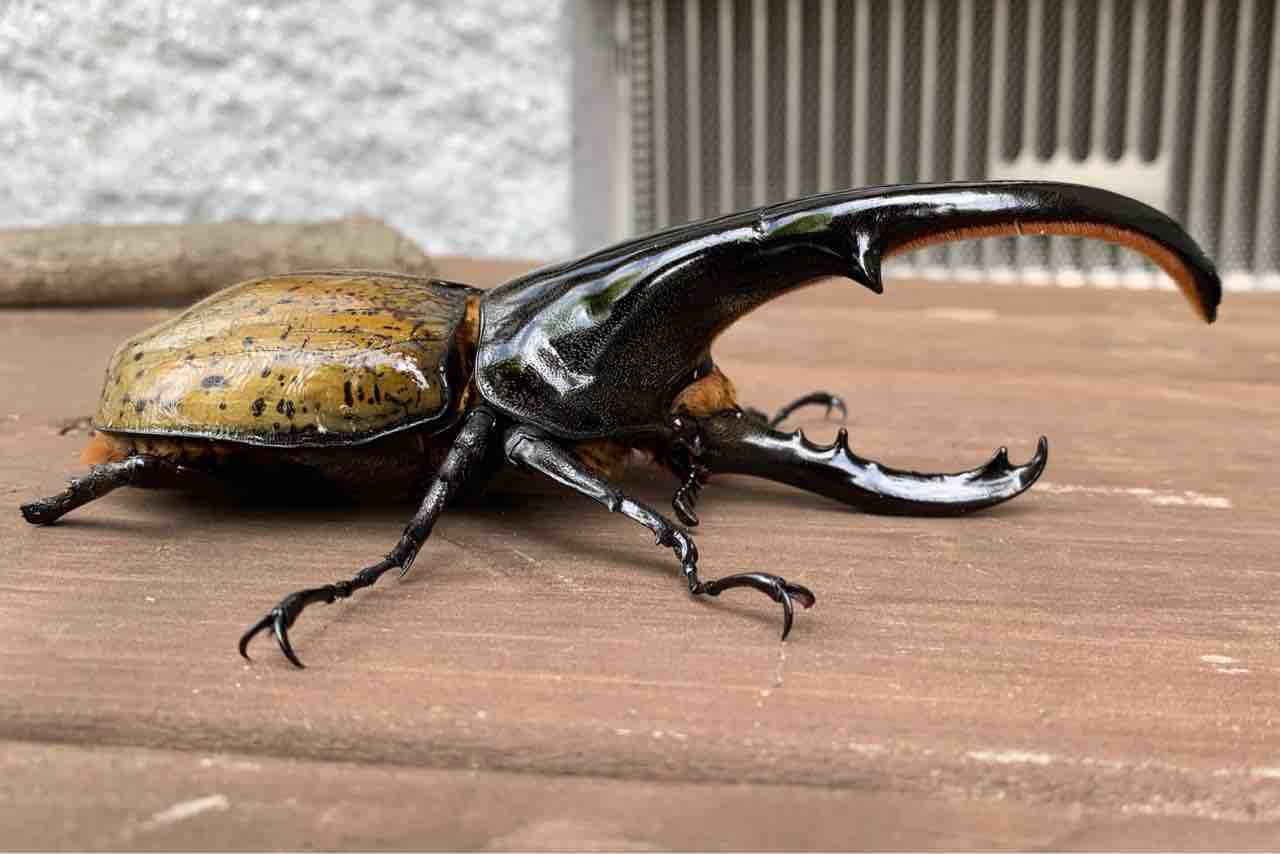 カブトムシ ヘラクレスブリーダーの自己満ブログ カブトムシ ヘラクレスブリーダーの自己満ブログ