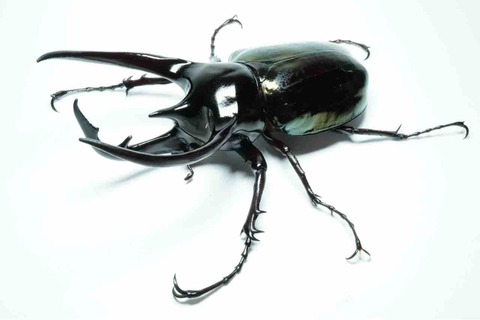 ジャワコーカサスオオカブト 飼育記(ペアリング〜産卵編 ジャワコーカサスオオカブト 飼育記(ペアリング〜産卵編