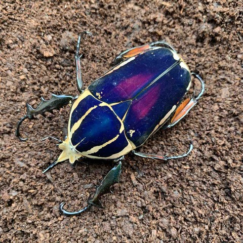 ウガンデンシス 羽化開始 : GOKUSAISHIKI