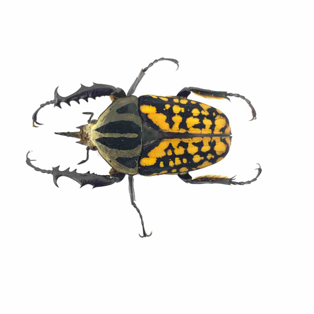 オーベルチュールオオツノカナブン 羽化 : GOKUSAISHIKI(サブ)