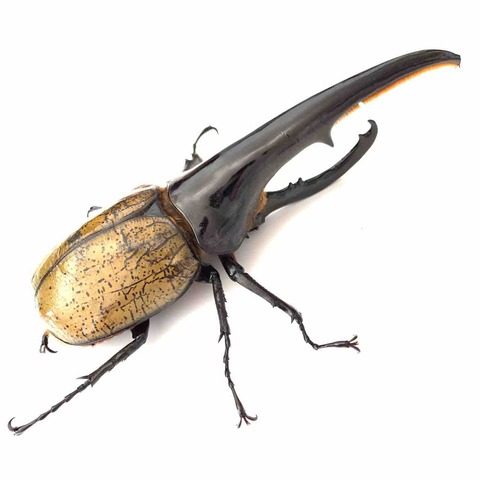 前胸部幅は、角の太さと全長に関係はあるのか？ : GOKUSAISHIKI(サブ)