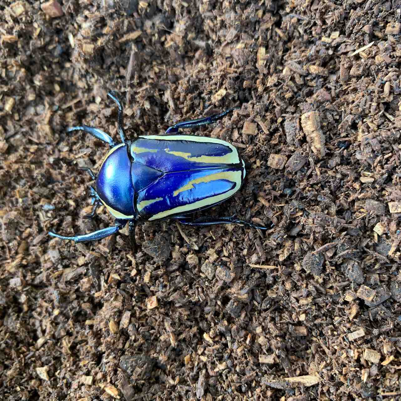 カナブンページ シロスジオオツノカナブン(D,derbyana ssp.) 飼育記