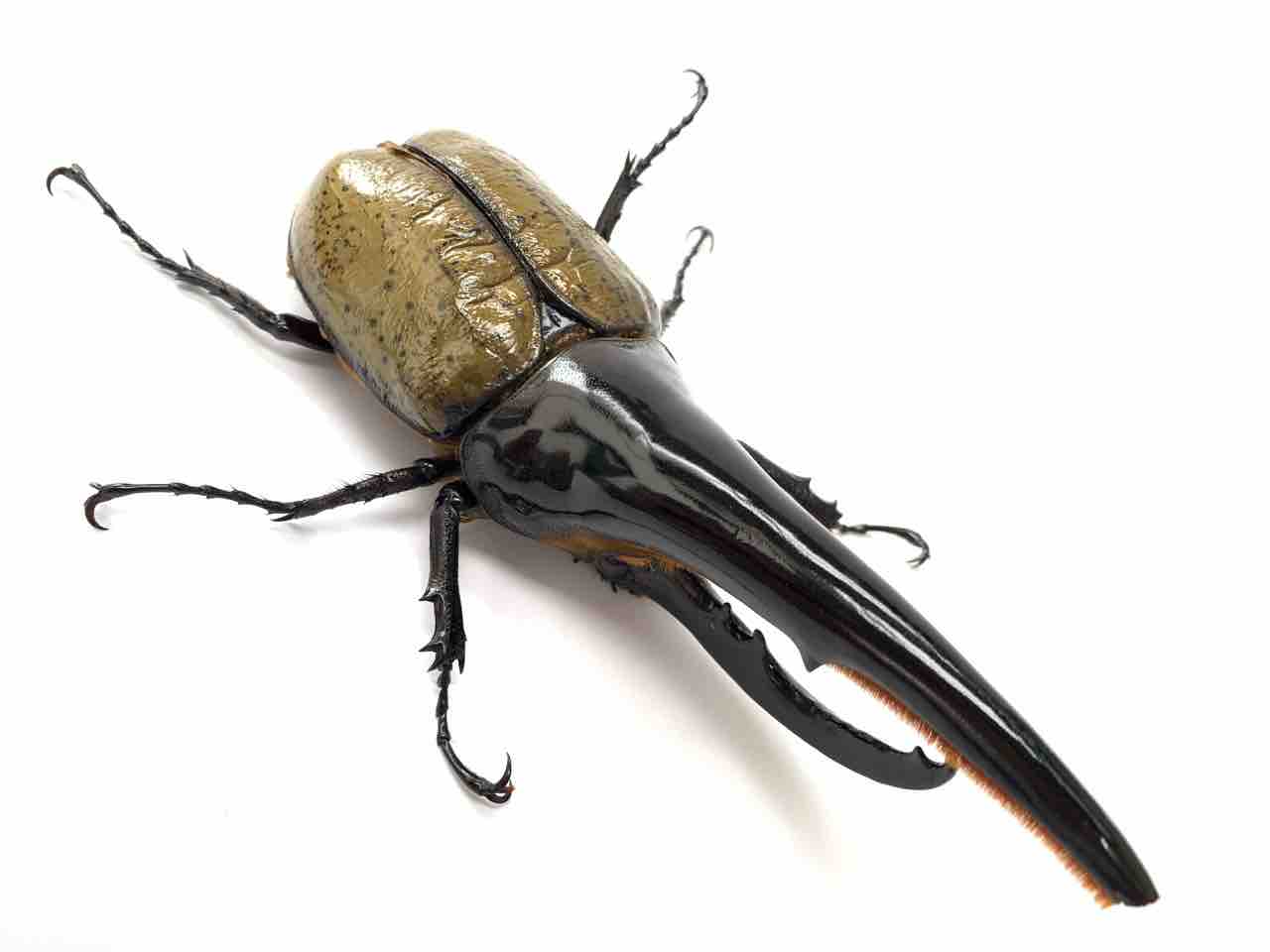 ヘラクレスオオカブト 極太 ペア 角折れ