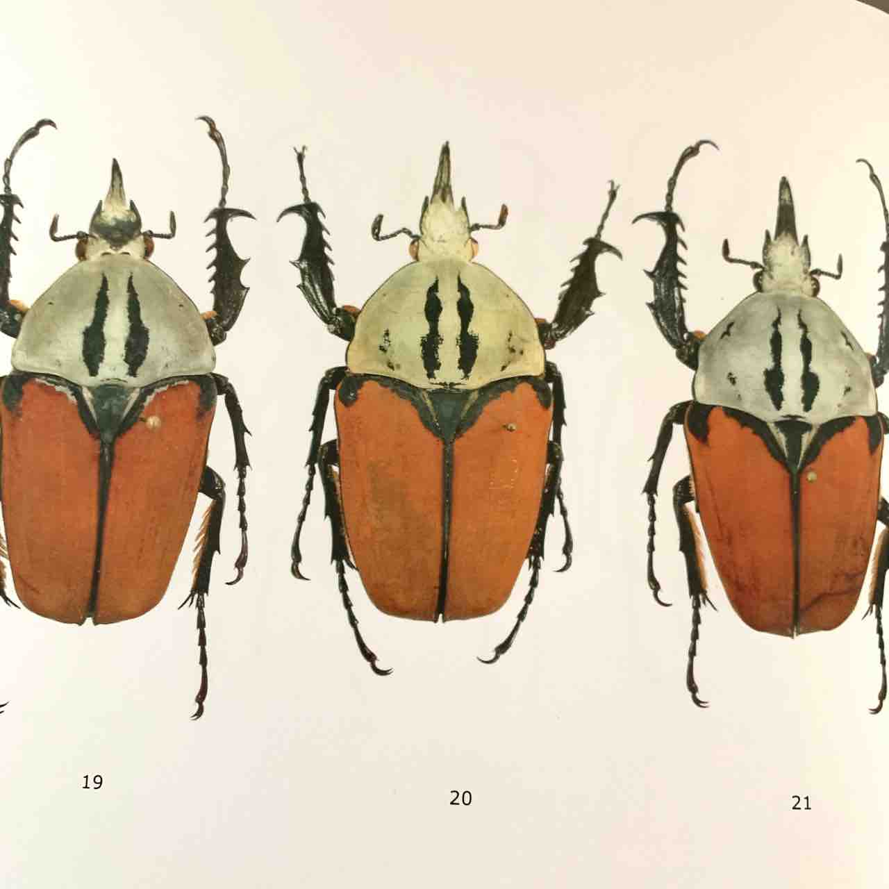 オーベルチュールオオツノカナブン(M,oberthueri) 飼育記 : GOKUSAISHIKI