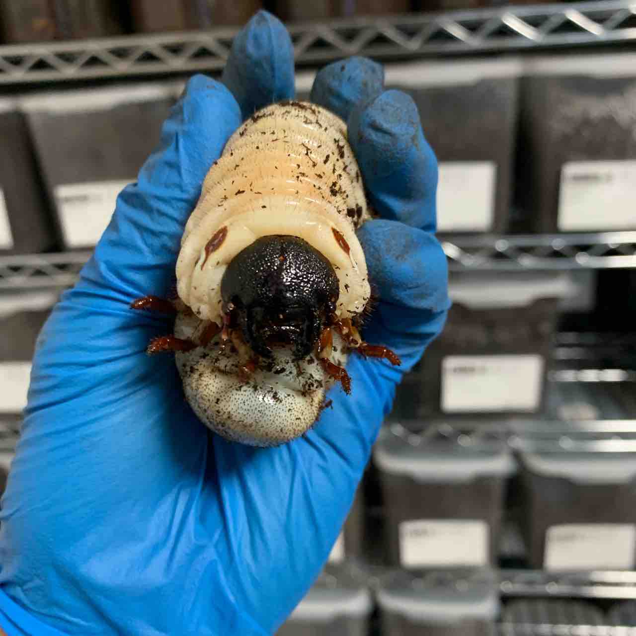 ヘラクレスヘラクレス♂147mm1頭