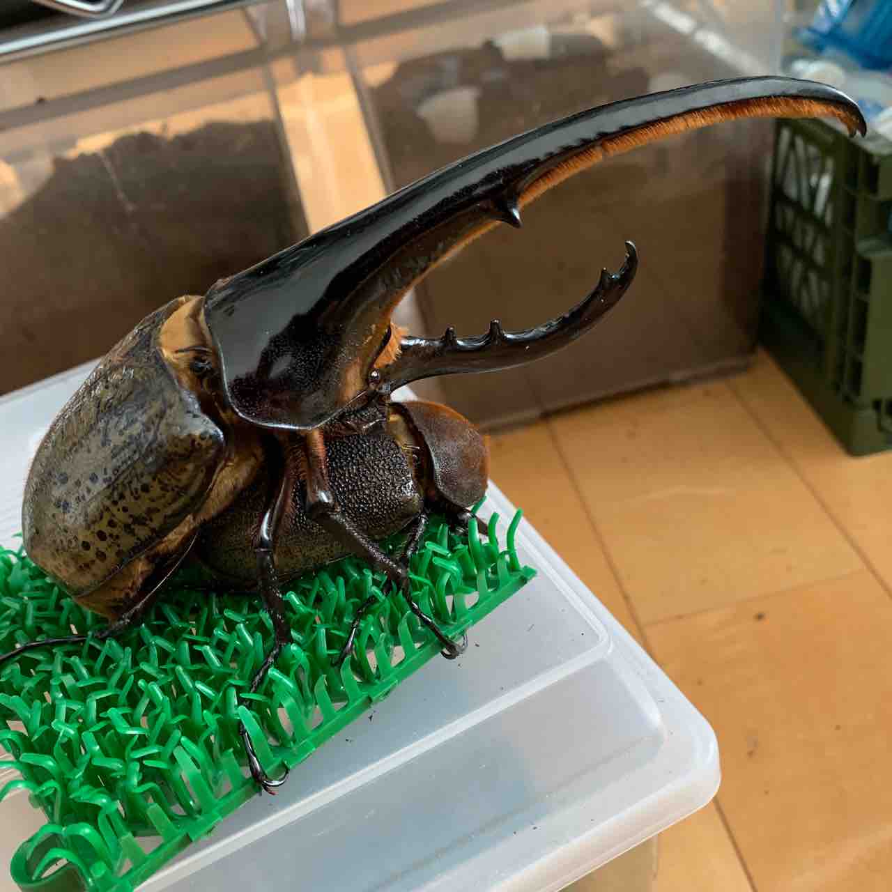 DHH】C68メテオ160×OAKST117 ペアリング : GOKUSAISHIKI(サブ)