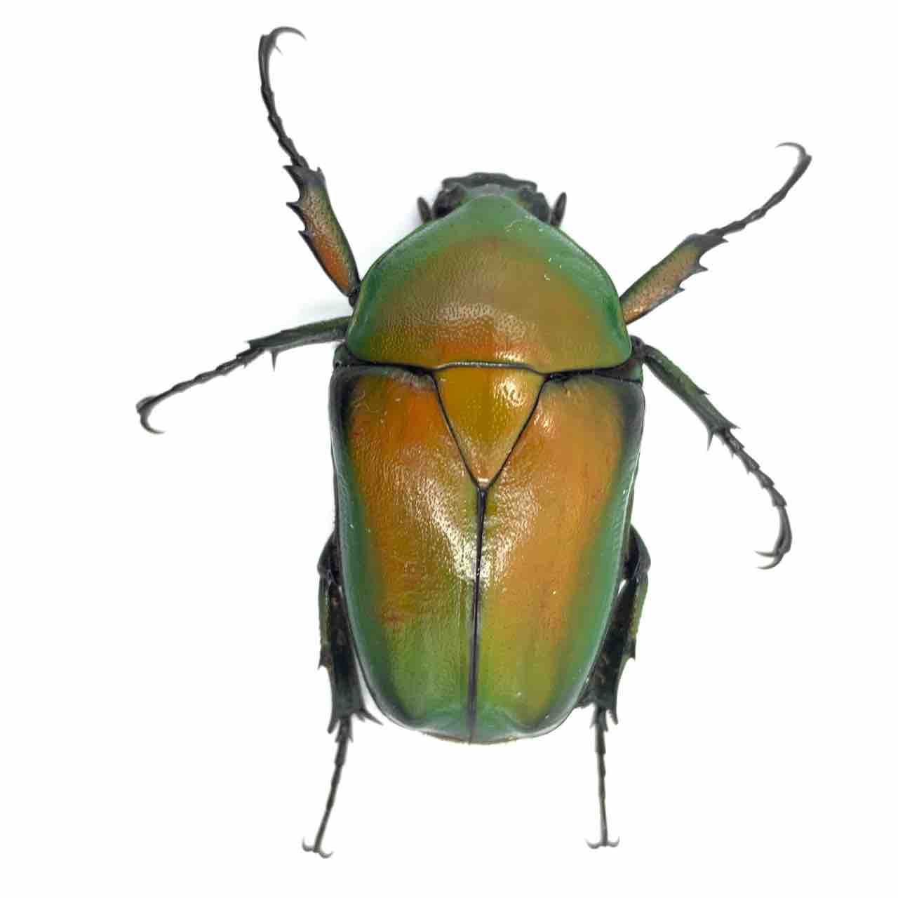 オオツノカナブン(Dicrorhina micans) 飼育記 : GOKUSAISHIKI(サブ)