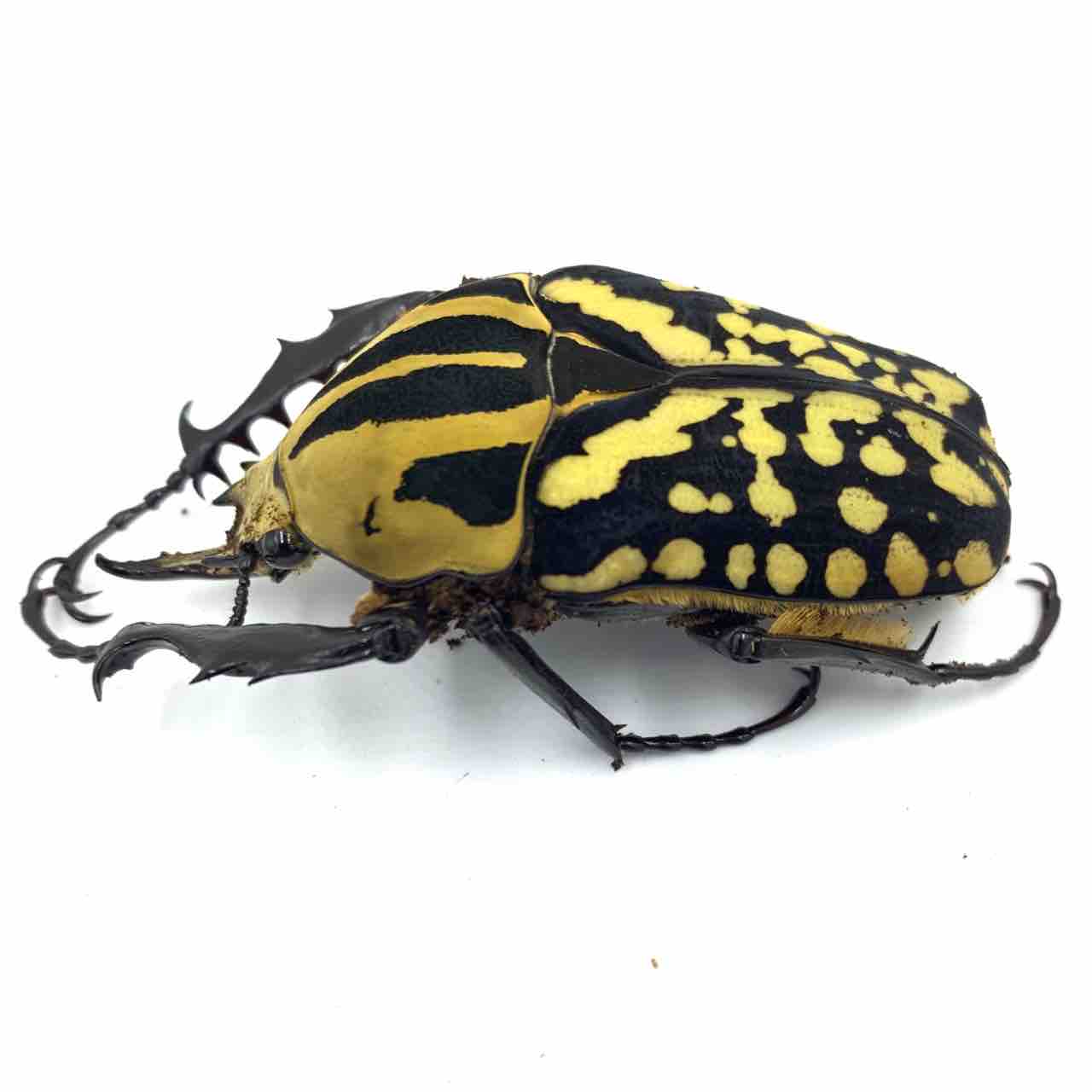 オーベルチュールオオツノカナブン 羽化 : GOKUSAISHIKI