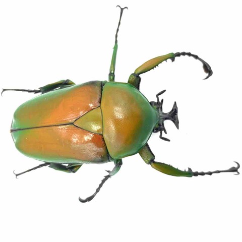 楽天 送料無料にならない オオツノカナブン(Dicrorhina micans) 飼育記 : GOKUSAISHIKI(サブ) 標本