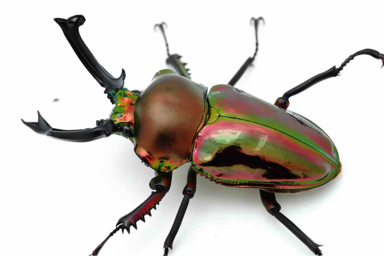 2025年の飼育方針と記録 : GOKUSAISHIKI(サブ)