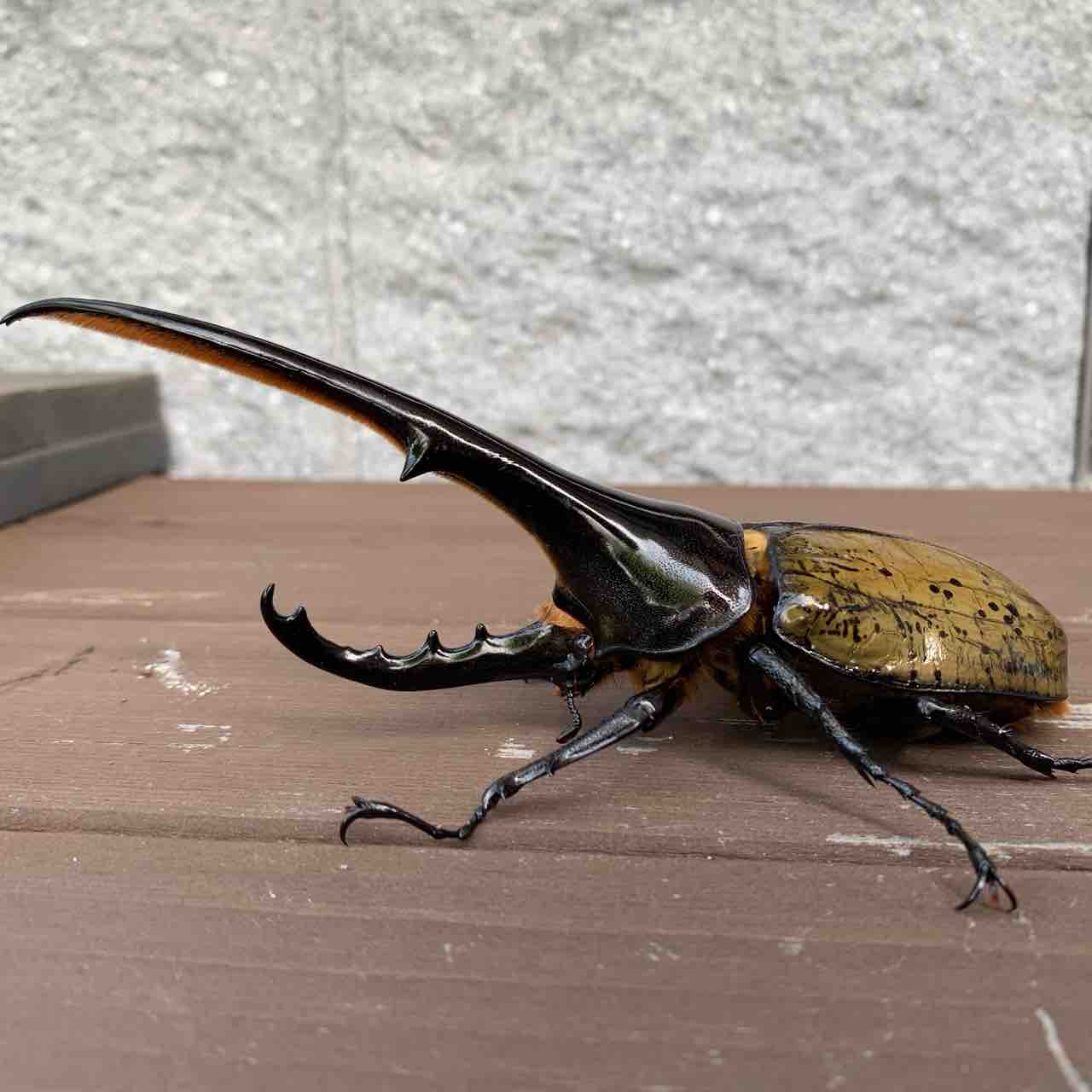 DHH】個体メモ RUOGN-FF×AOUB (167.0mm) : GOKUSAISHIKI(サブ)