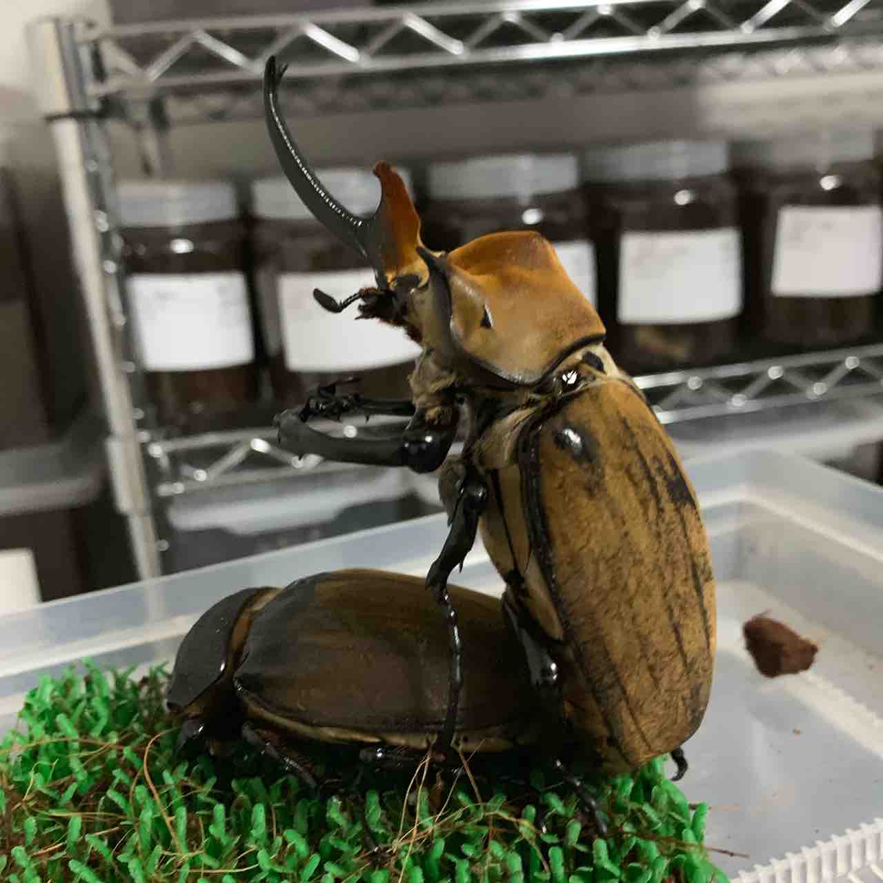 エレファスゾウカブト  ペア エレファスゾウカブト 幼虫 ペア - ヘラゾウ | カブトムシの販売