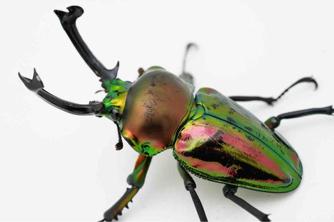 ニジイロクワガタが生きて日本に輸入されて、今年で25年 : GOKUSAISHIKI