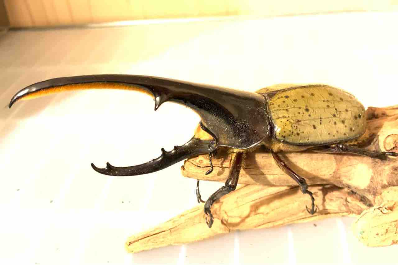 ヘラクレスのレコード獲得を真面目に考えてみた : GOKUSAISHIKI(サブ)