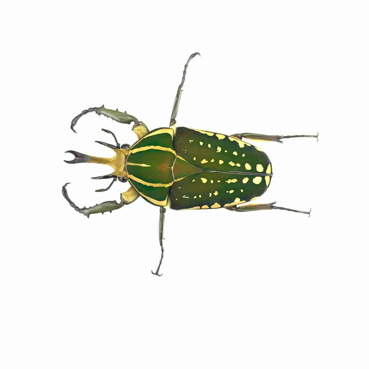 ポリフェムスオオツノカナブン(M,P,confluens) 飼育記