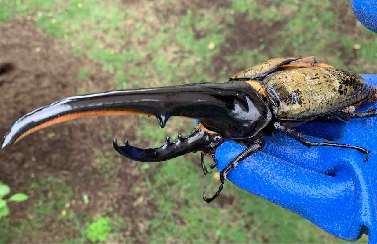 DHH】強烈な角折れ♂を入手。 : GOKUSAISHIKI(サブ)